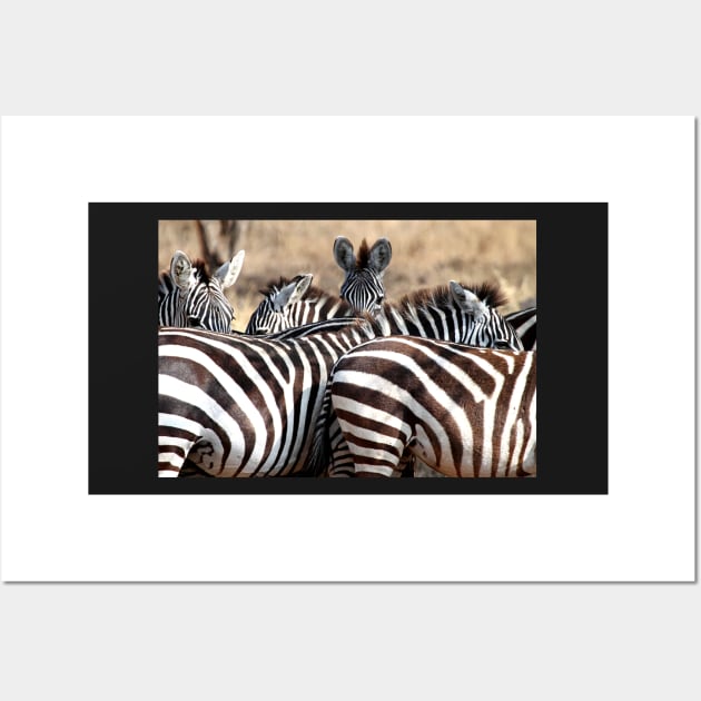 Plains Zebra,  Serengeti National Park, Tanzania. Wall Art by Carole-Anne